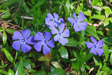 Periwinkle