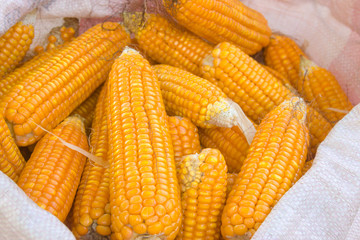 Corn crop ready for harvest