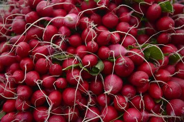 Radish. Red radish, Radish on market. Radish background. Radish vegetables