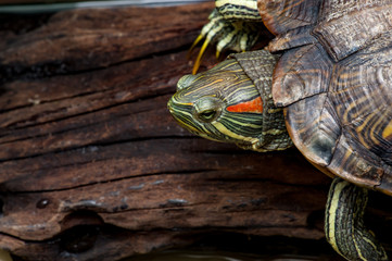The red-eared slider turtle (Trachemys scripta elegans)