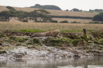 Seal basking on the shore