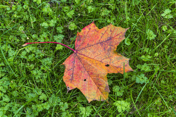 Red orange leaf lying in green fresh grass, suggesting that the autumn is already here.
