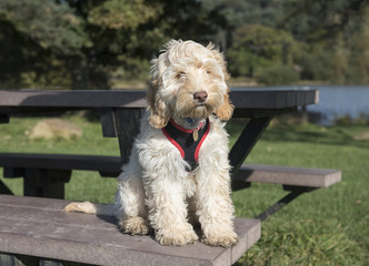 Portrait image of a cute white cockapoo dog sitting on a picnic table 