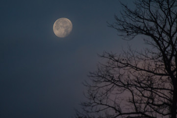 Fototapeta na wymiar Early morning moon