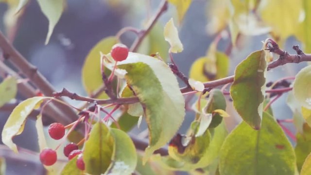 autumn forest in the snow, berries on the branches