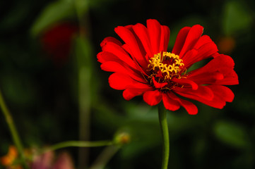The blossoming gerbera jamesonii flowers closeup in garden 
