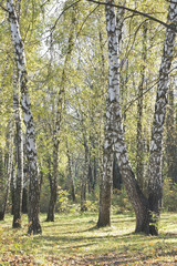 a group of white birch trees with yellow foliage in the morning