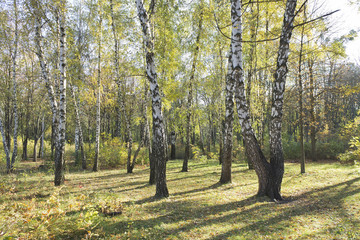 a group of white birch trees with yellow foliage in the morning