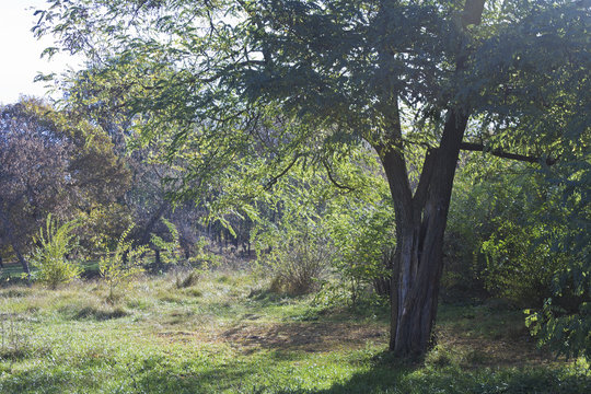 Acacia and wild rose bush in the autumn sunshine in a public par