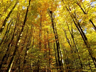 Obraz premium Yellow colorful leaves on deciduous trees in deciduous forest in wild nature during autumn