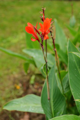 Blooming Canna (Canna lily) with raindrops