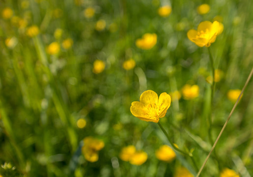 Buttercup Blossoms On A Field