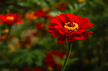 The blossoming gerbera jamesonii flowers closeup in garden 