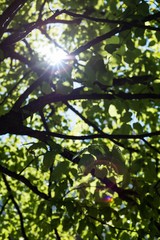View of tree with sunlight