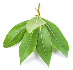 Bay leaf isolated on the white background.