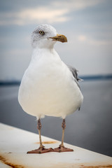 Möwe auf der Reling