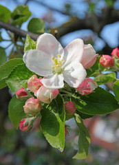 Apple blossoms in spring