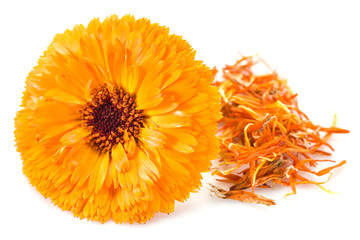Calendula flowers on the white background.