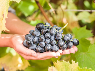 Purple grape in the hands.