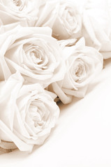  Beautiful white roses. Soft focus. Sepia