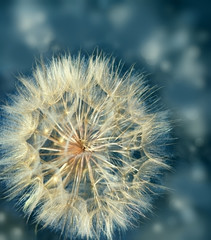 Beautiful dandelion seeds close up with blue background