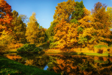 Fototapeta premium Beautiful colorful autumn.