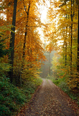 Herbst Spaziergang durch den Buchenwald