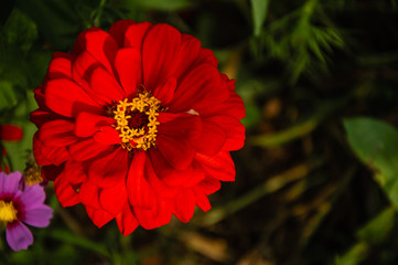The blossoming gerbera jamesonii flowers closeup in garden 