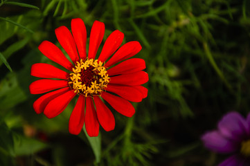 The blossoming gerbera jamesonii flowers closeup in garden 