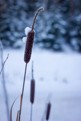 камыш в снегу и инее на фоне заснеженного леса