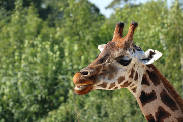 Detail of giraffe head, eating branch, open mouth, teeth visible, defocused greenery in background, Rothschild's giraffe (also known as Baringo giraffe or Ugandan giraffe)