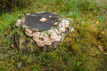 Cream colored mushrooms on a sawed tree trunk  from close