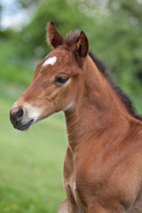 Portrait of nice quarter horse foal