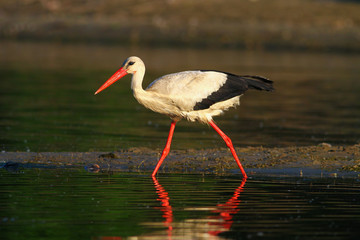 Hunting white stork Ciconia on the pond