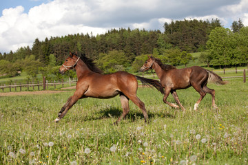 Two nice young quarter horse running