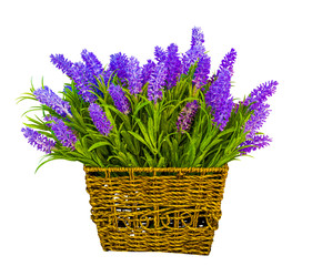 basket with lavender. lavender flowers.  Lavender isolated on wh