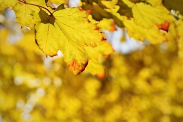Autumn leaves on the tree. Natural seasonal colored background.