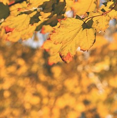 Naklejka na ściany i meble Autumn leaves on the tree. Natural seasonal colored background.