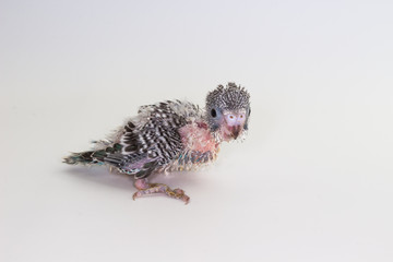 Fototapeta premium Chick Budgie, Budgarigar Bird Chick