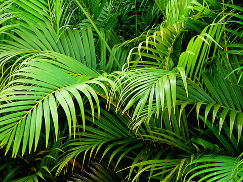 palm tree plant leaf green nature background garden