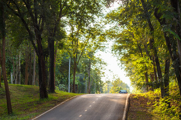 Fototapeta premium forest road trees along at the country side in thailand
