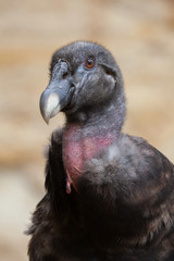 Andean condor (Vultur gryphus).