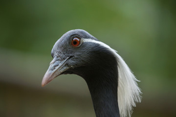 Demoiselle crane (Anthropoides virgo).