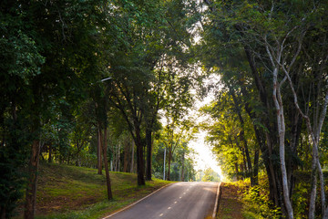 forest road trees along at the country side in thailand