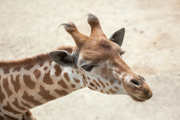 Obraz premium Kordofan giraffe (Giraffa camelopardalis antiquorum)