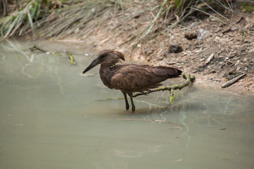 Hamerkop (Scopus umbretta).