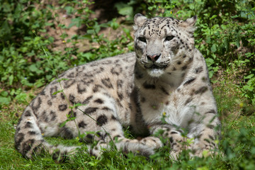 Fototapeta na wymiar Snow leopard (Panthera uncia).