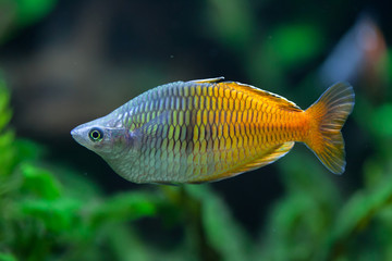 Naklejka premium Boeseman's rainbowfish (Melanotaenia boesemani).