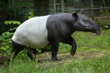 Malayan tapir (Tapirus indicus).