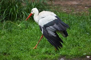 White stork (Ciconia ciconia).